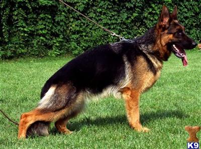 Dogs for Sale